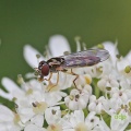Melanostoma scalare, hoverfly, female, Alan Prowse